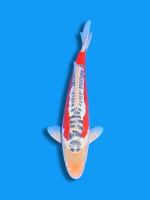 Shusui | Koi&Co.